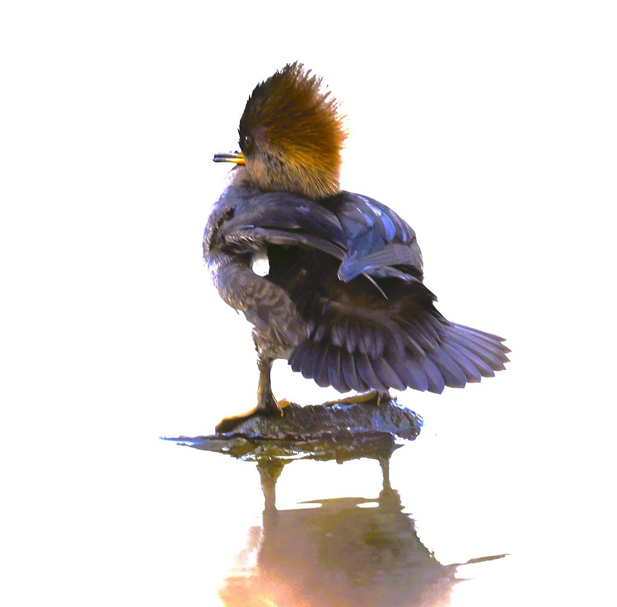 hjelmfiskand - ML646946680