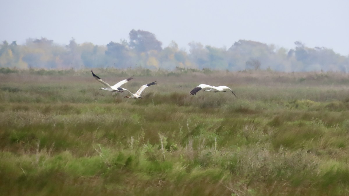 アメリカシロヅル - ML646946683