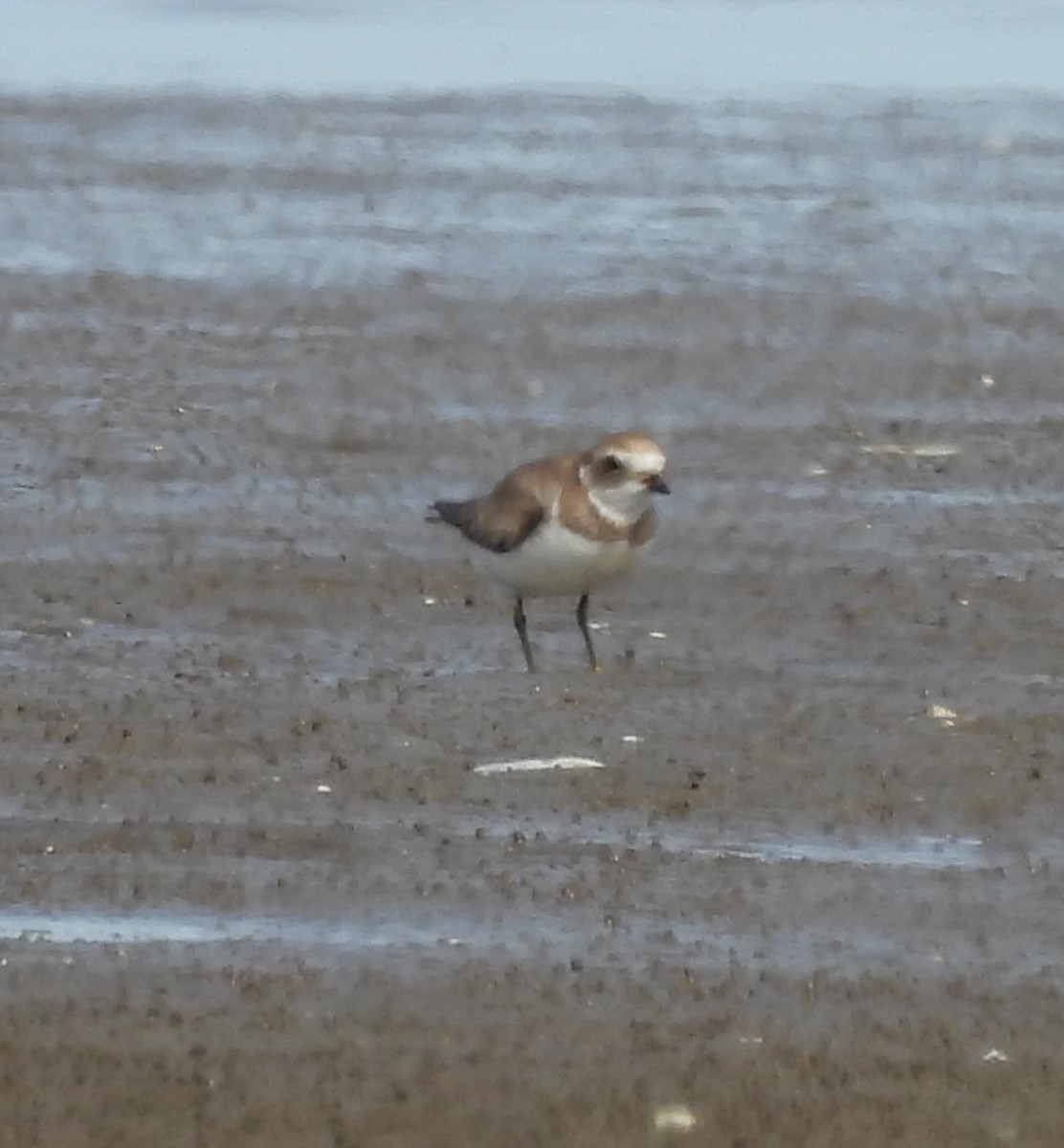 ミズカキチドリ - ML646946684