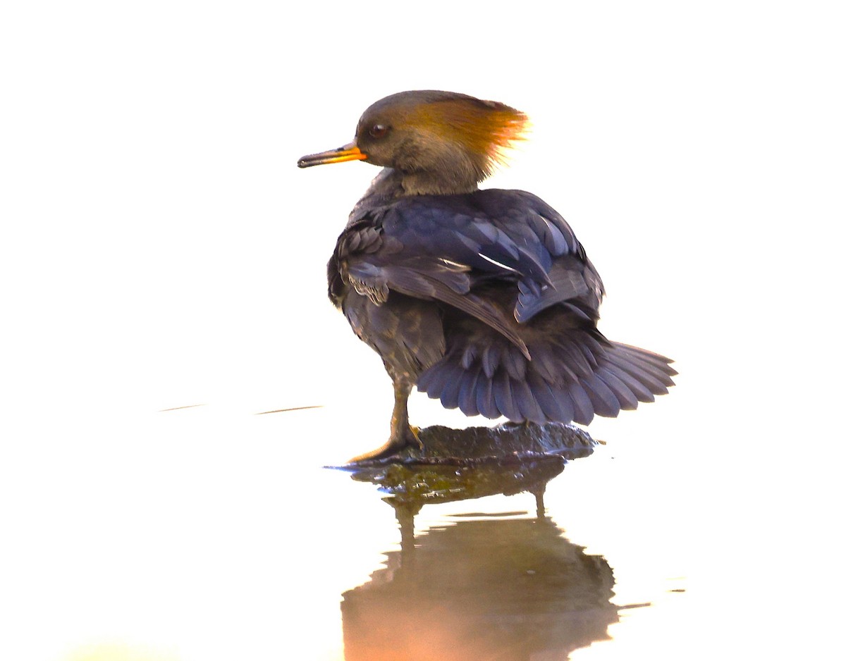 hjelmfiskand - ML646946685