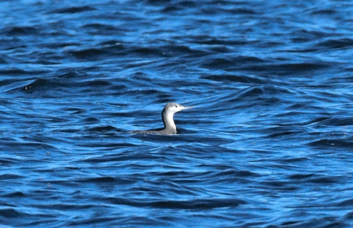 Aliota txikia - ML646946687