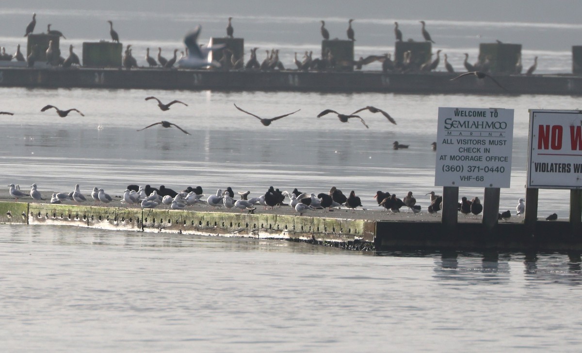 Black Oystercatcher - ML646946692
