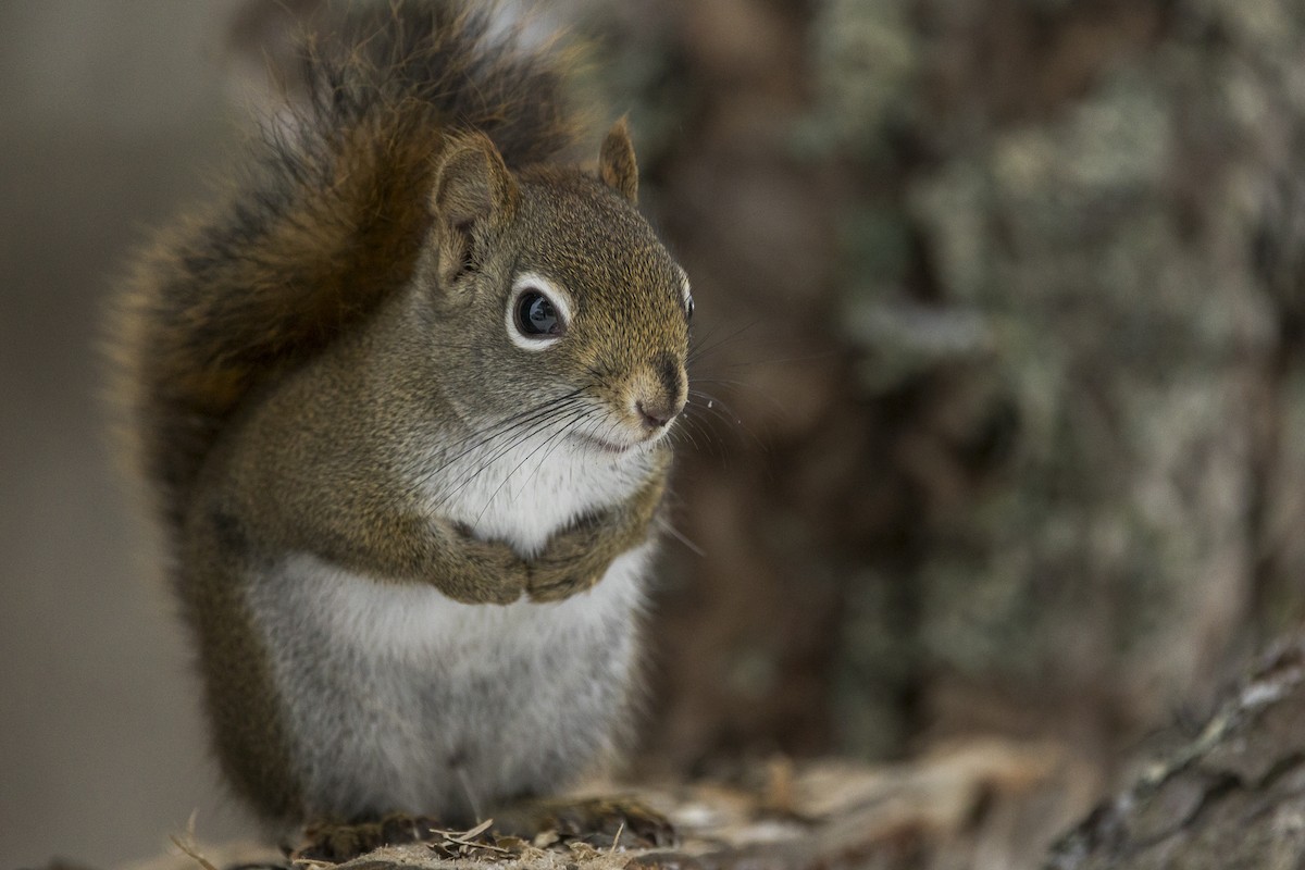 Animali - ML646946693