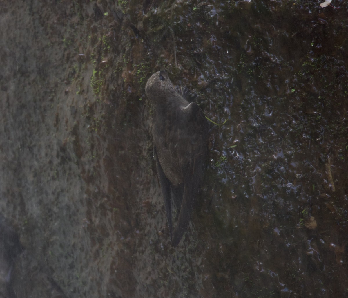 Great Dusky Swift - ML646946695