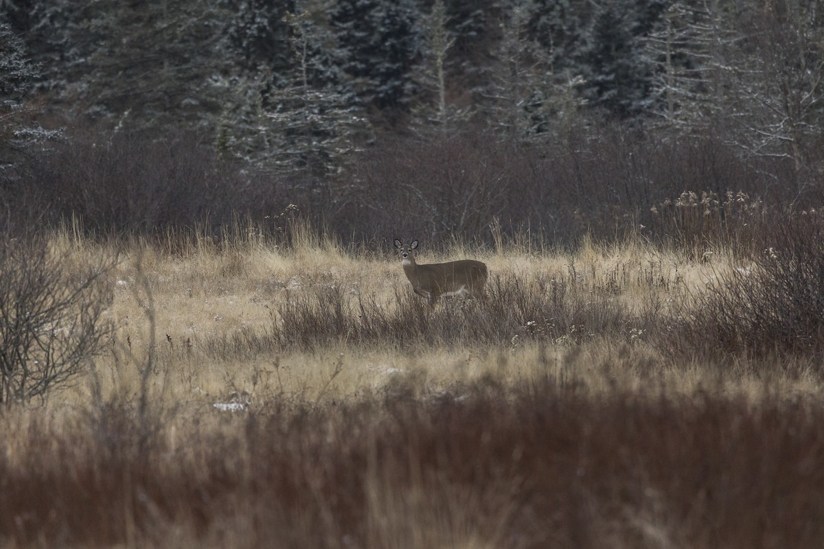 Animali - ML646946697