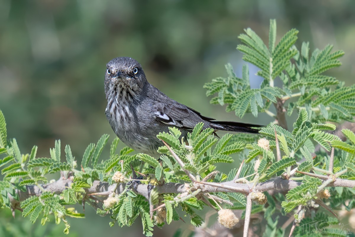 Fauvette grignette - ML646946700