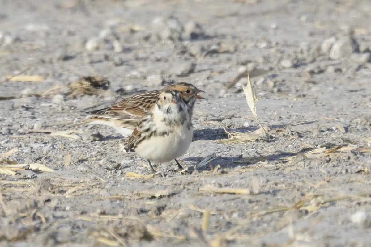 Plectrophane lapon - ML646946702