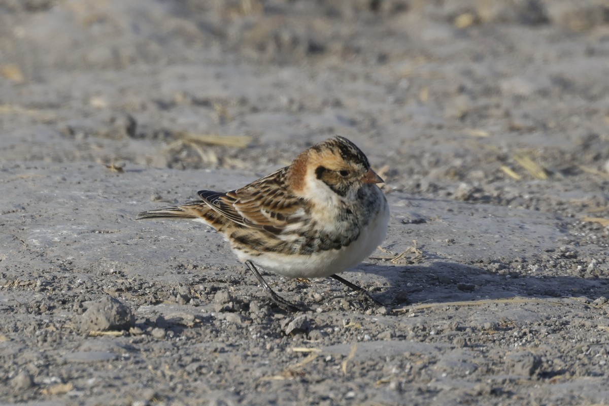 Plectrophane lapon - ML646946703