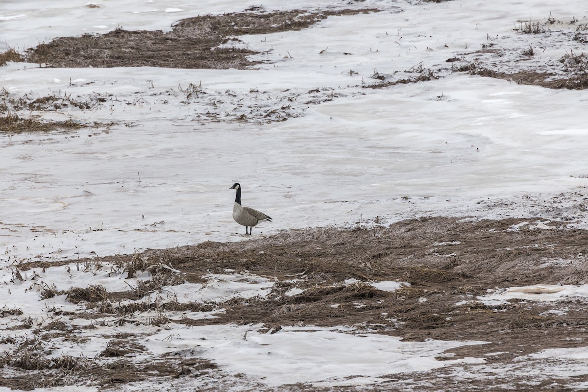 Canada Goose - ML646946707