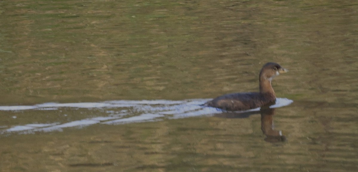 ringnebbdykker - ML646946708