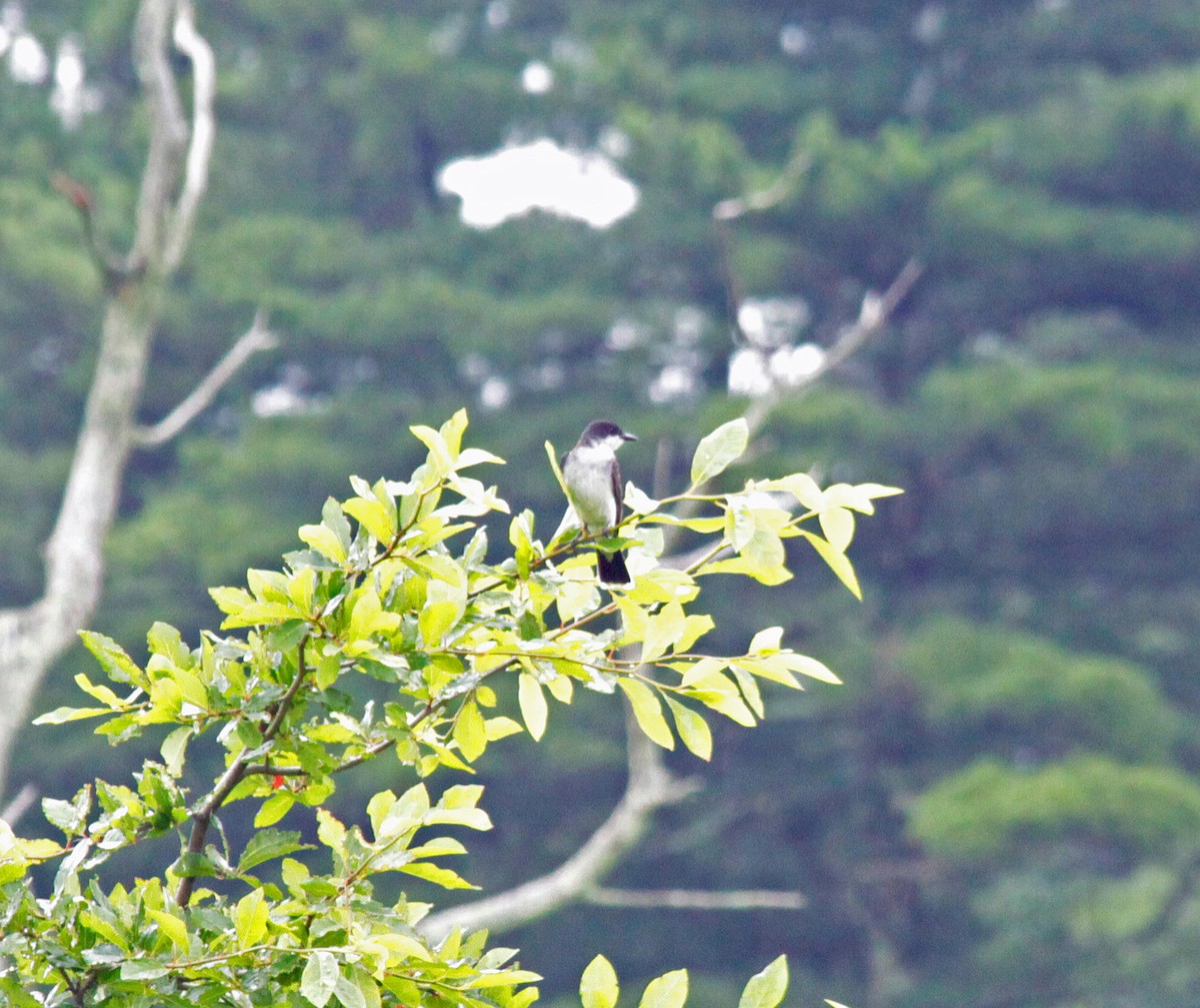 Tyran tritri - ML646946709