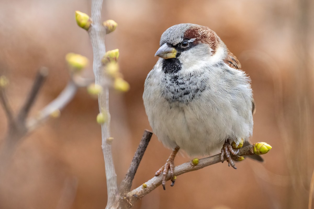 House Sparrow - ML646946711
