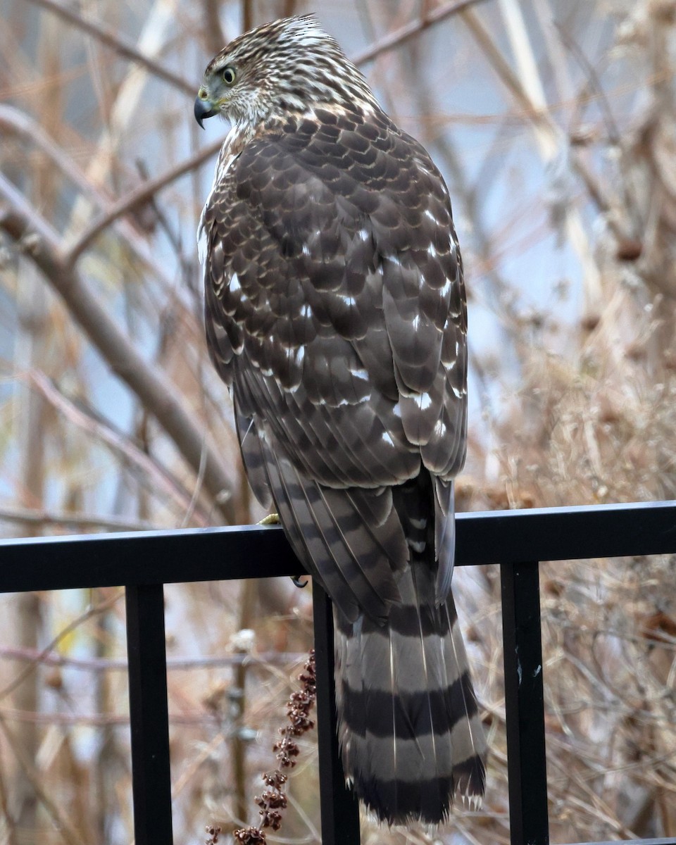 Cooper's Hawk - ML646946713