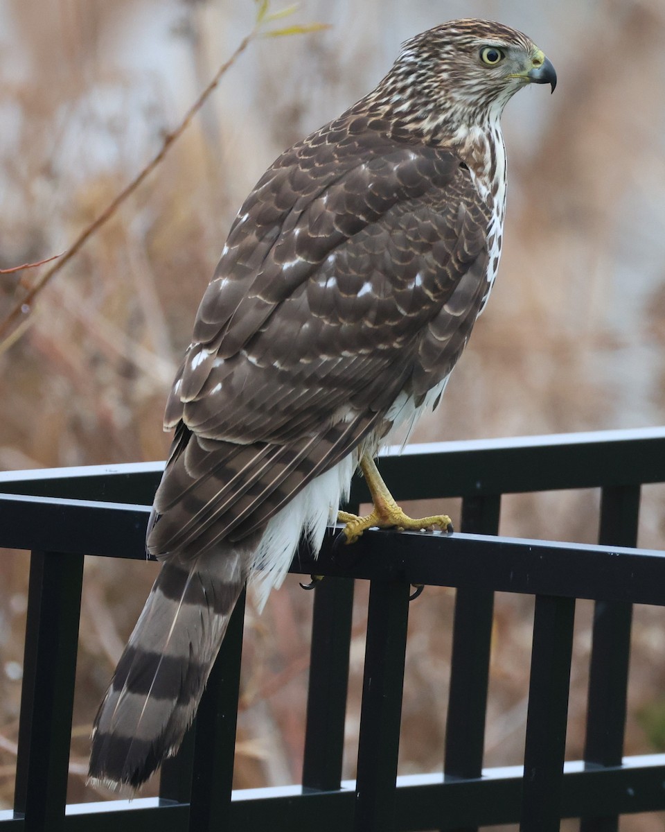 Cooper's Hawk - ML646946714