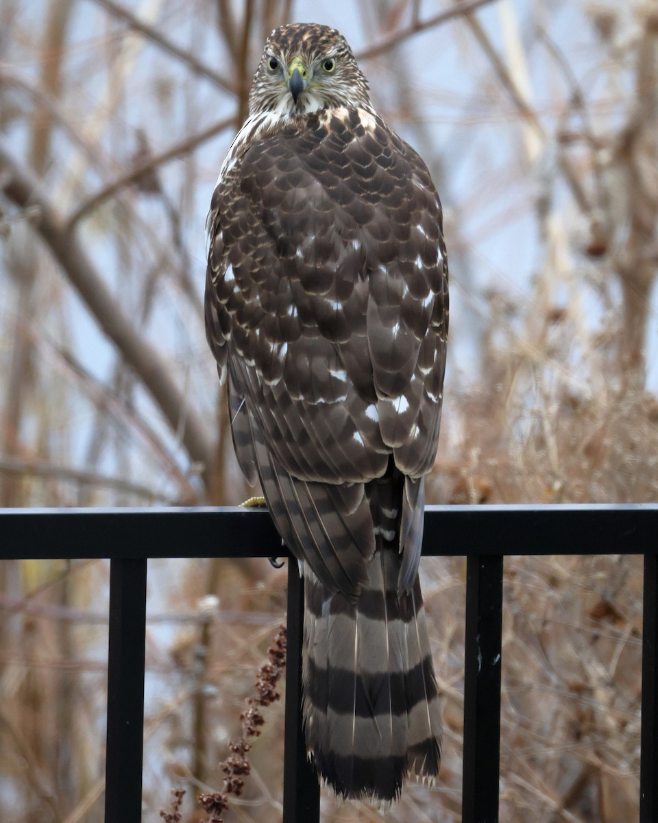 Cooper's Hawk - ML646946715