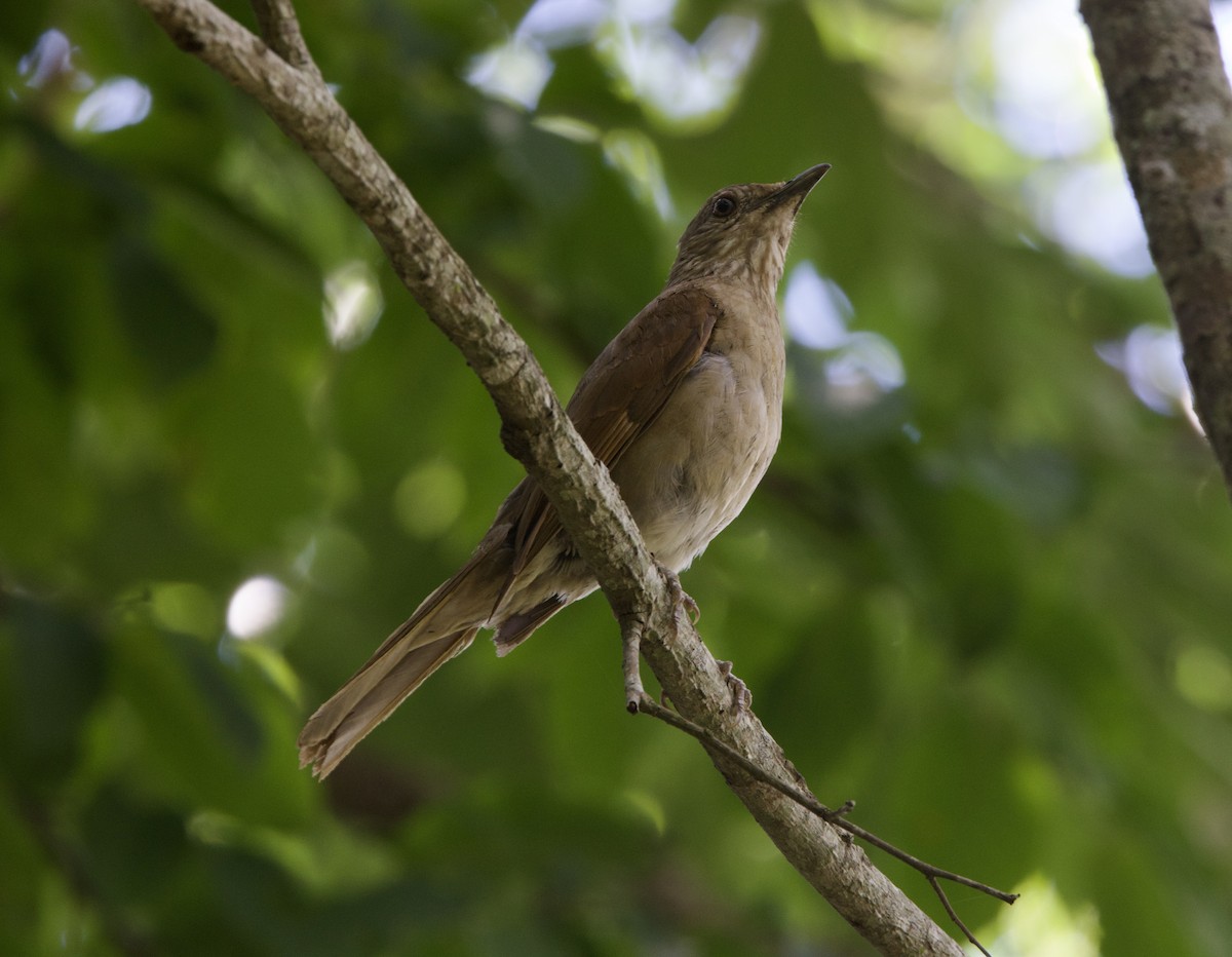 Pale-breasted Thrush - ML646946718