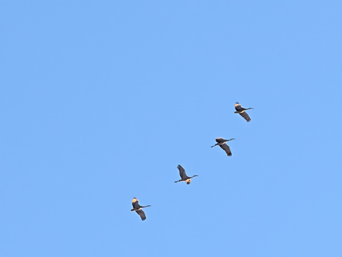 カナダヅル - ML646946719