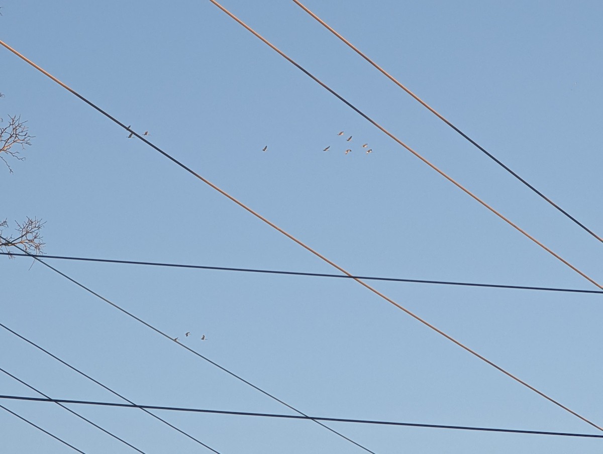 カナダヅル - ML646946720