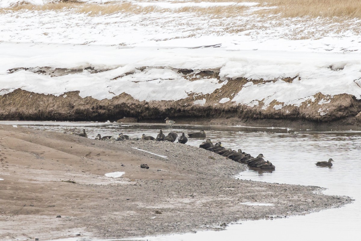 Ahate iluna - ML646946723