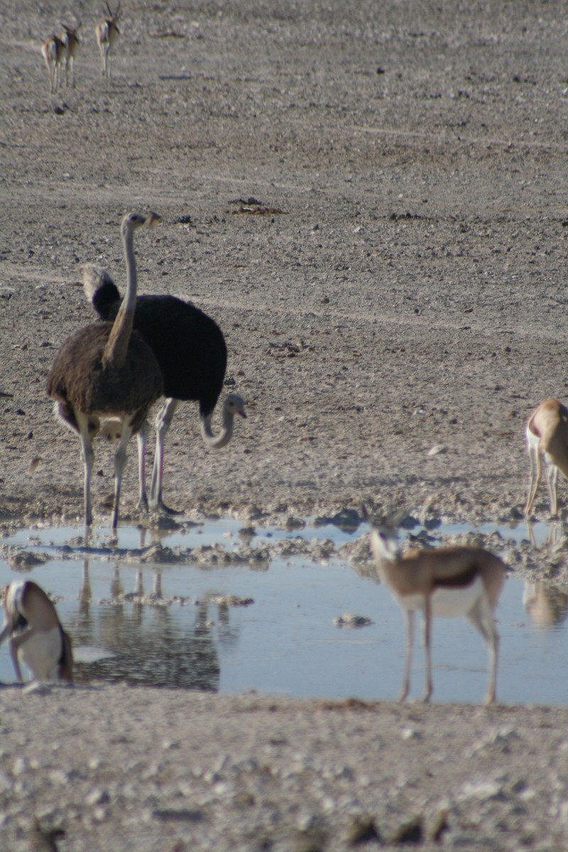 Strauß - ML646946725