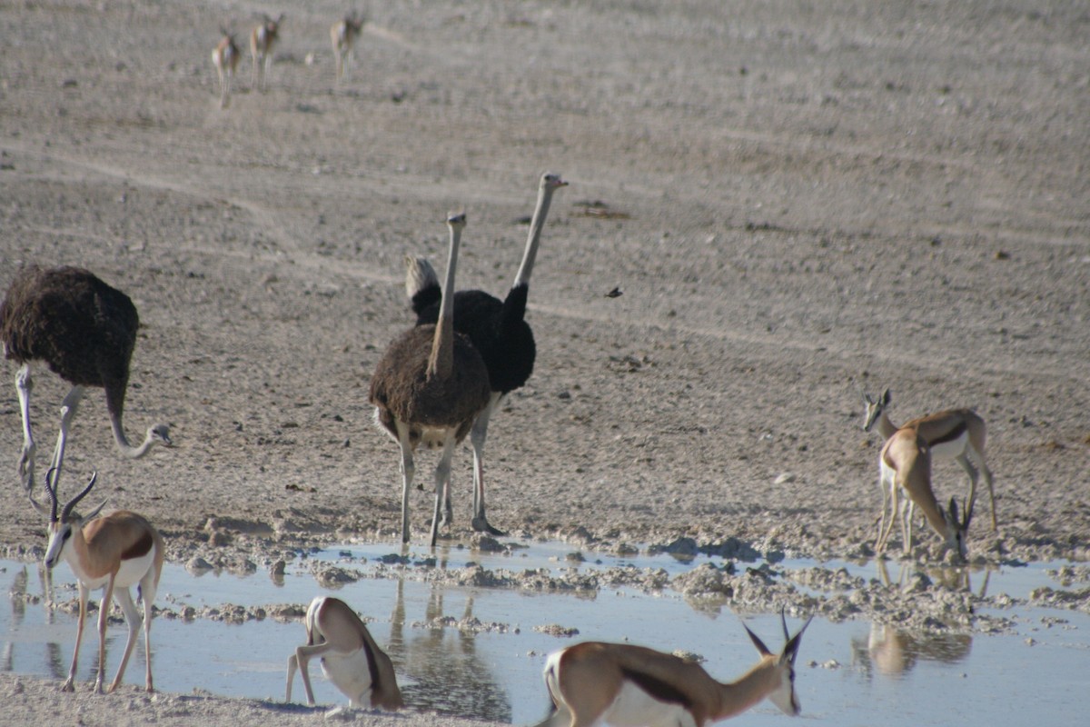 Strauß - ML646946726