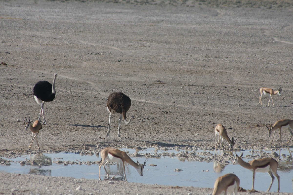 Strauß - ML646946727