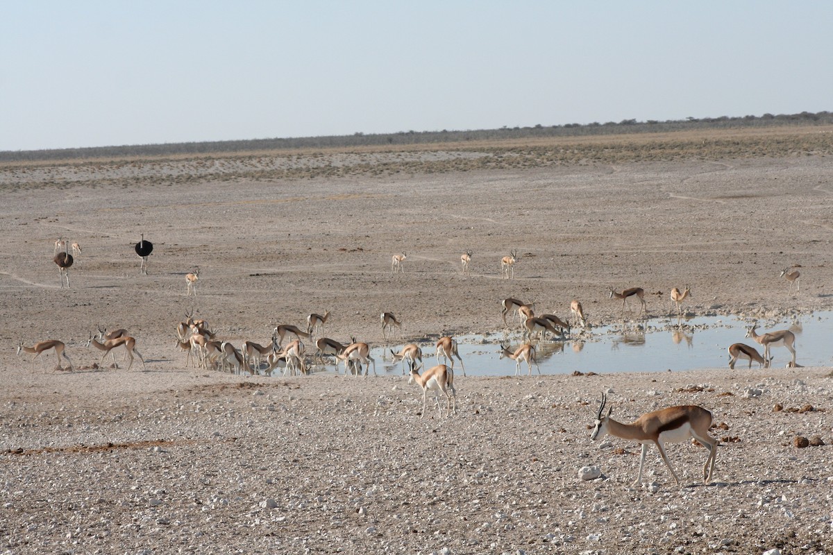 Strauß - ML646946728