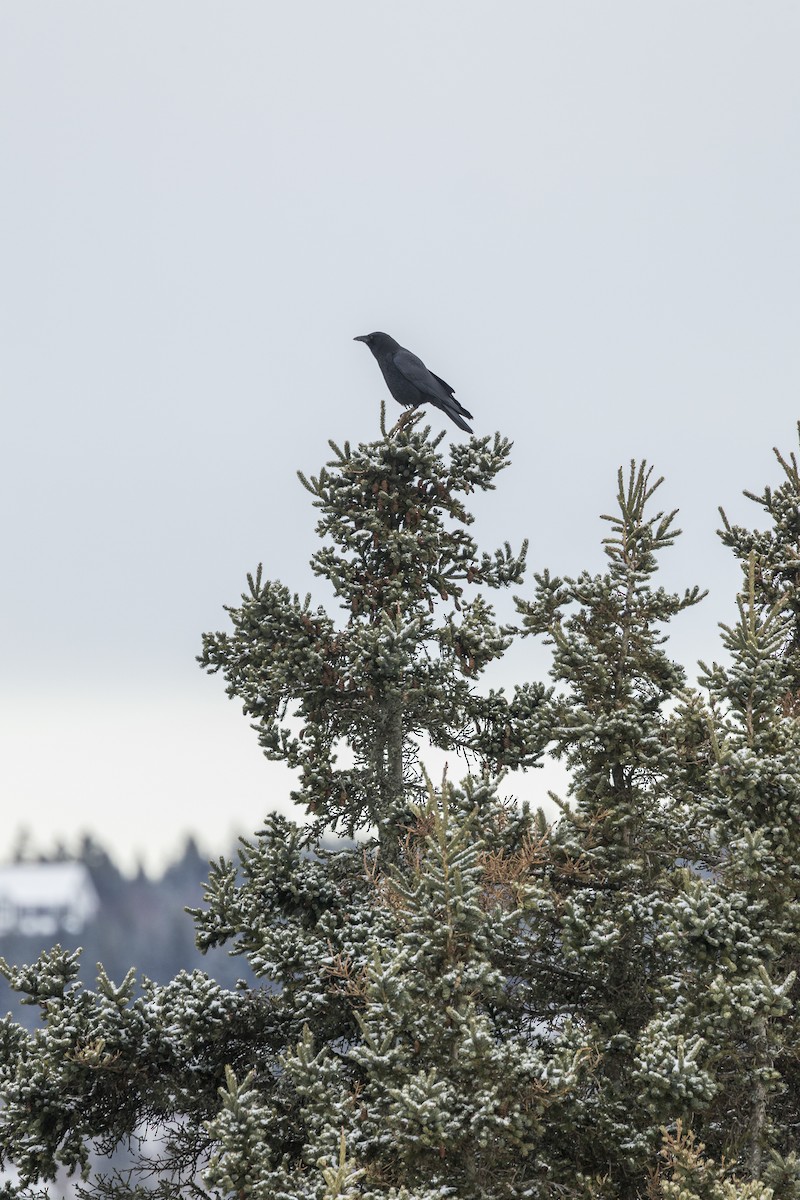 American Crow - ML646946733