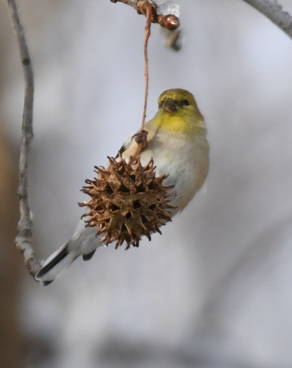 Goldzeisig - ML646946734