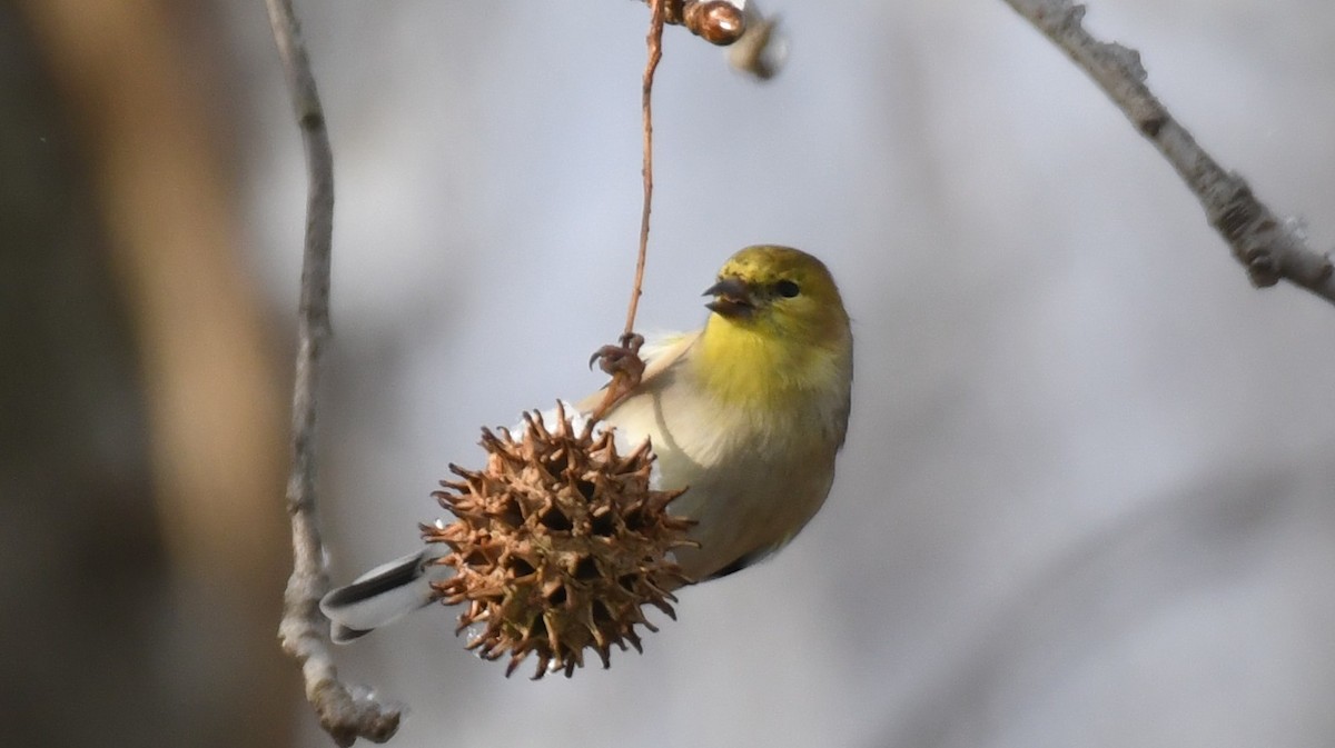 Goldzeisig - ML646946735