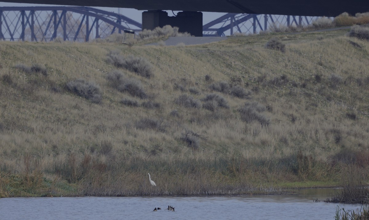 egretthegre - ML646946736