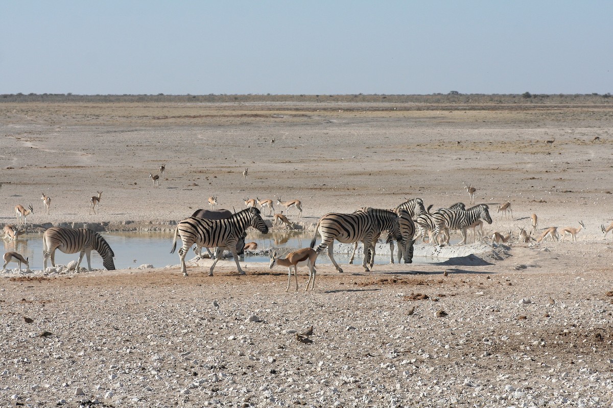 Namaflughuhn - ML646946737