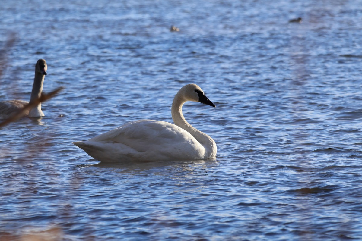 Trumpeter Swan - ML646946740
