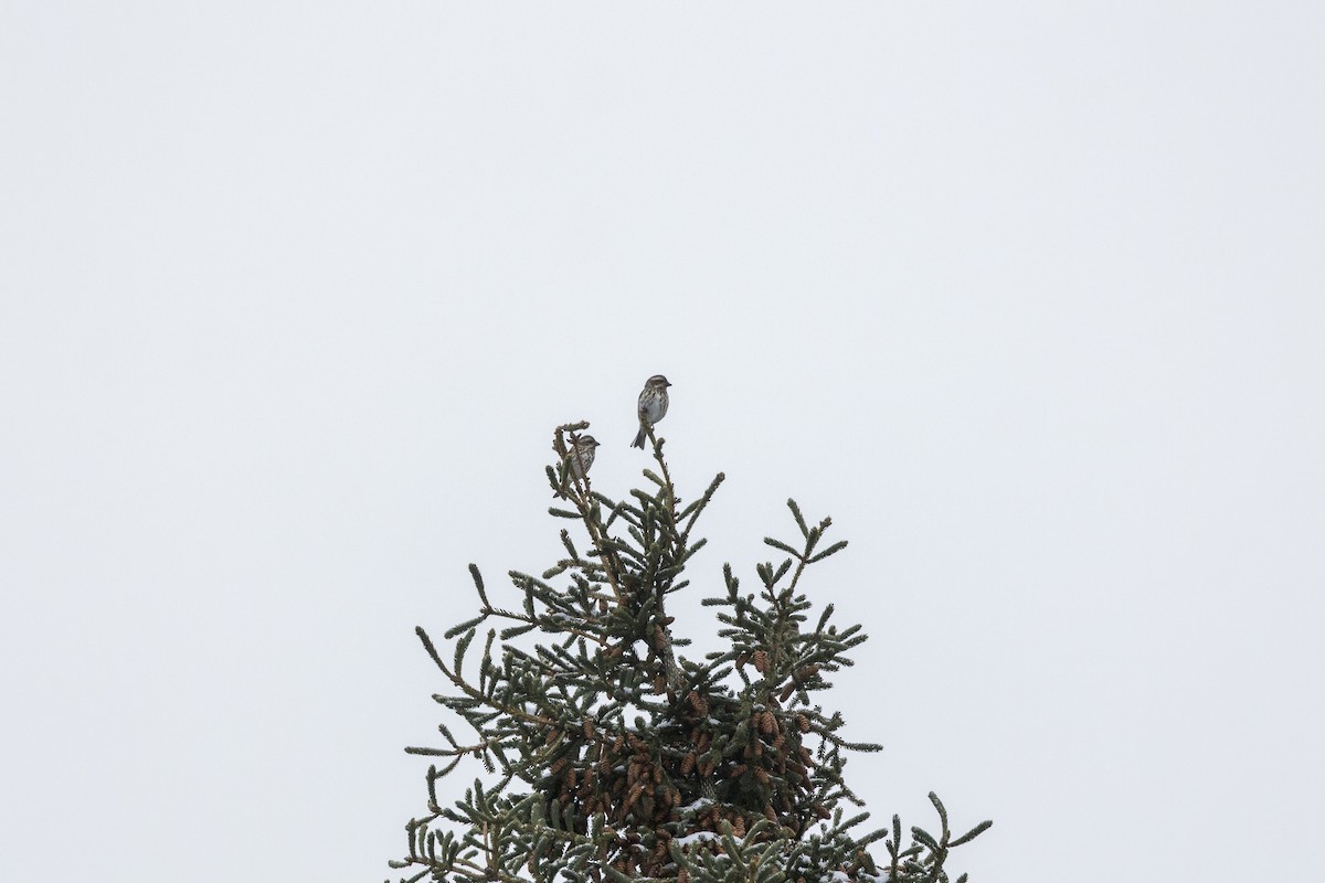 Purple Finch - ML646946741