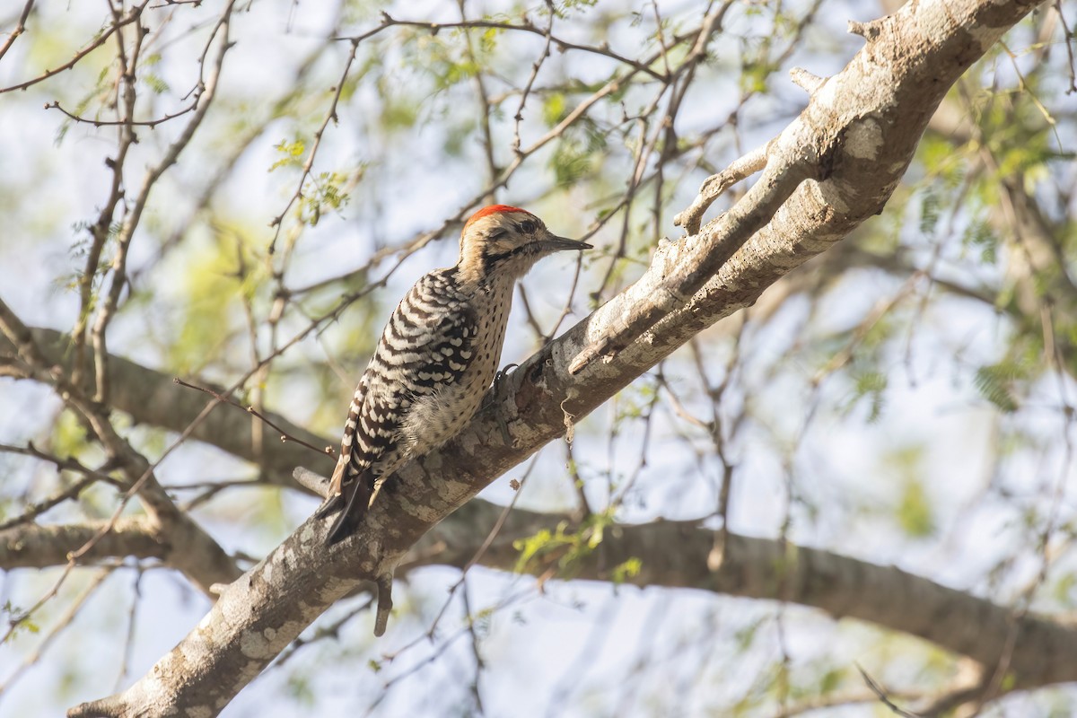 Ladder-backed Woodpecker - ML646946745