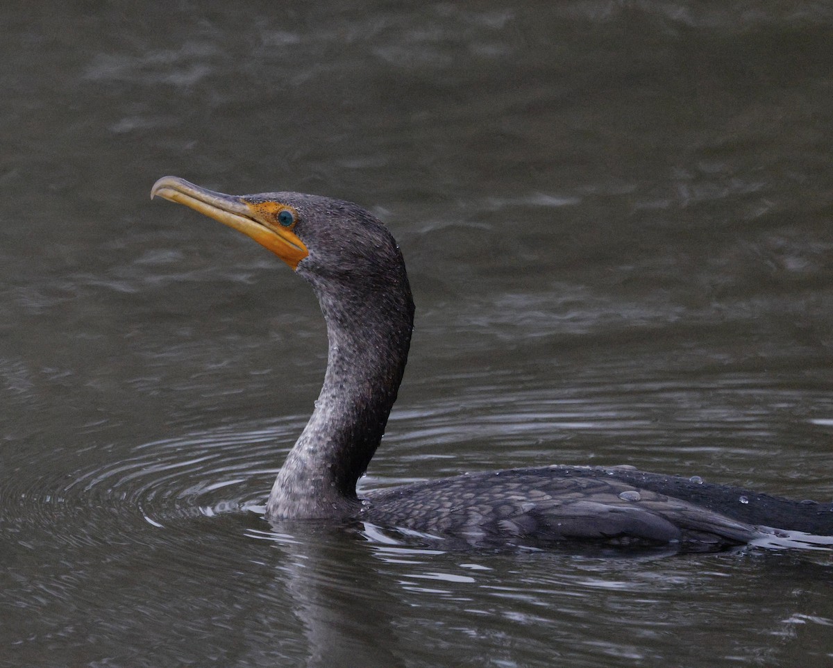 Double-crested Cormorant - ML646946749