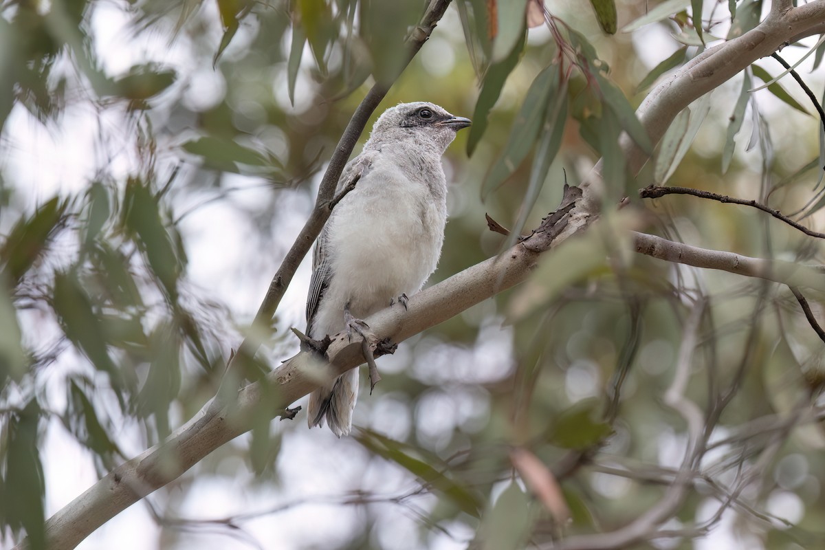 Black-faced Cuckooshrike - ML646946750