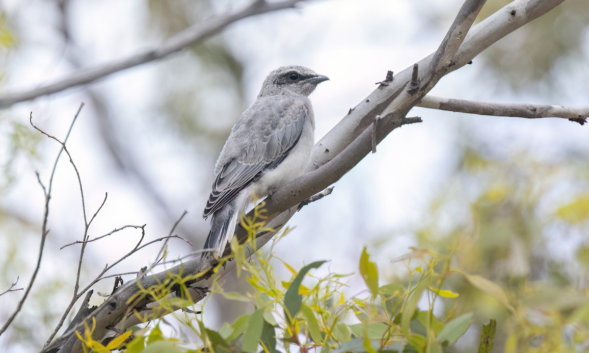 Black-faced Cuckooshrike - ML646946751