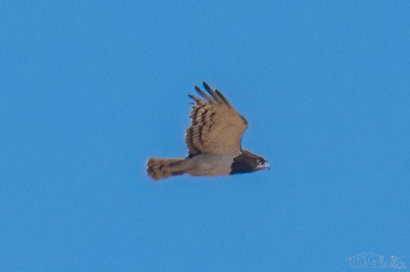 Circaète à poitrine noire - ML646946756