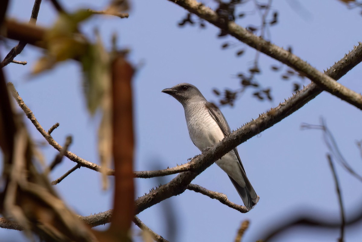 Indian Cuckooshrike - ML646946761