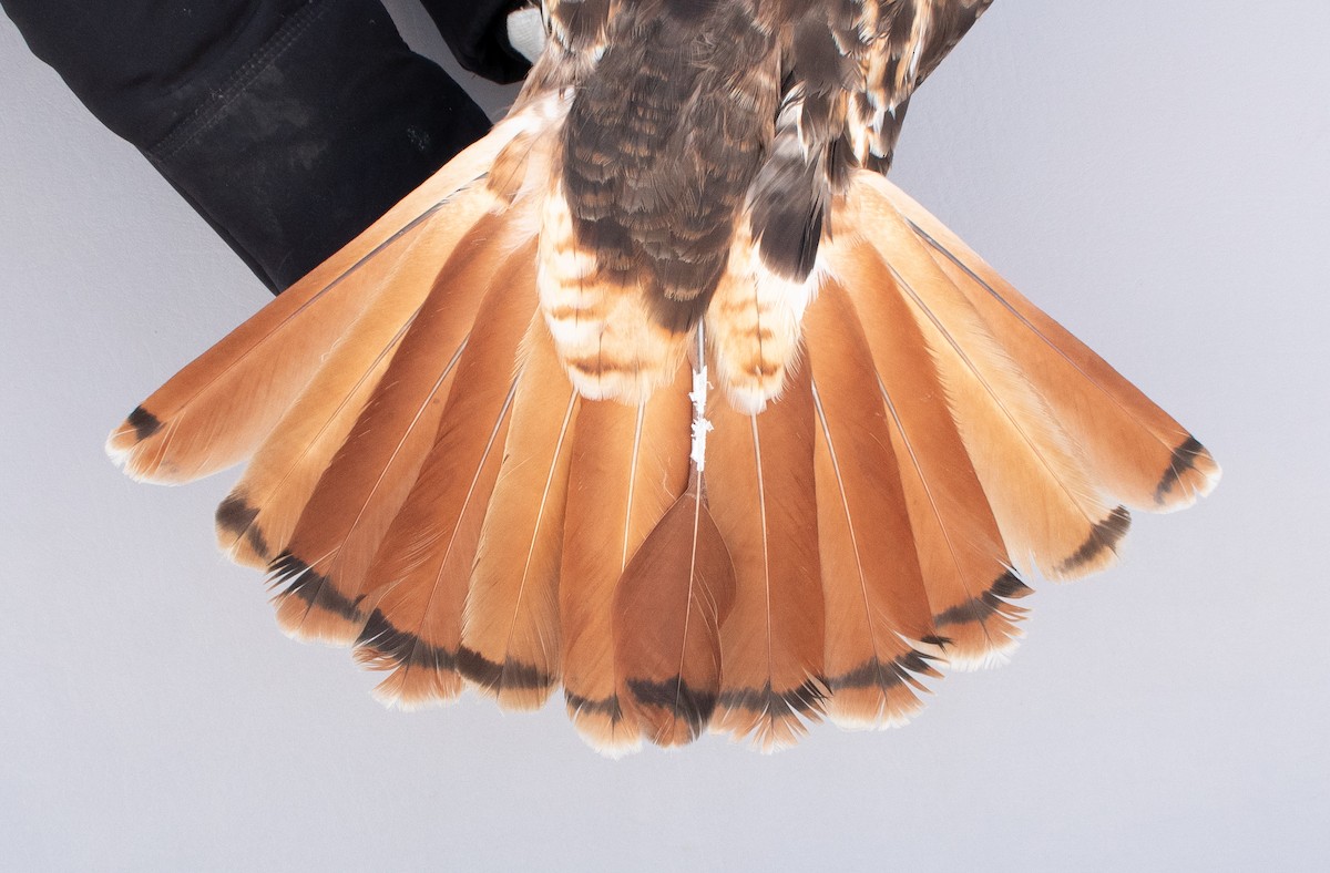 Red-tailed Hawk - ML646946768