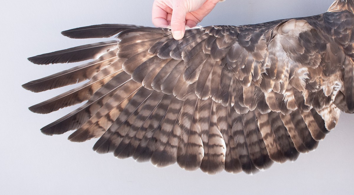 Red-tailed Hawk - ML646946769