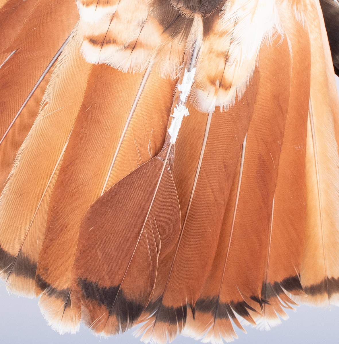 Red-tailed Hawk - ML646946770