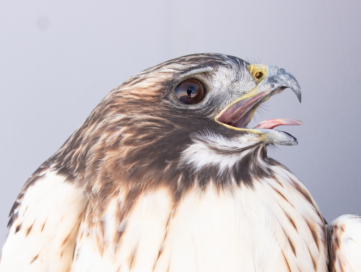 Red-tailed Hawk - ML646946771
