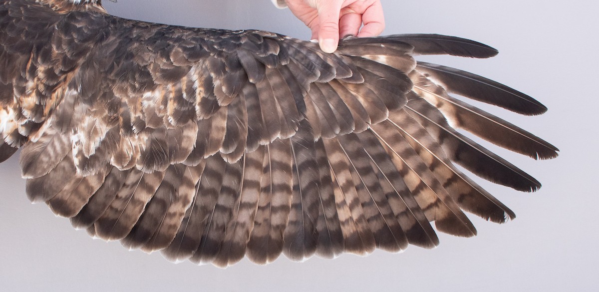 Red-tailed Hawk - ML646946772