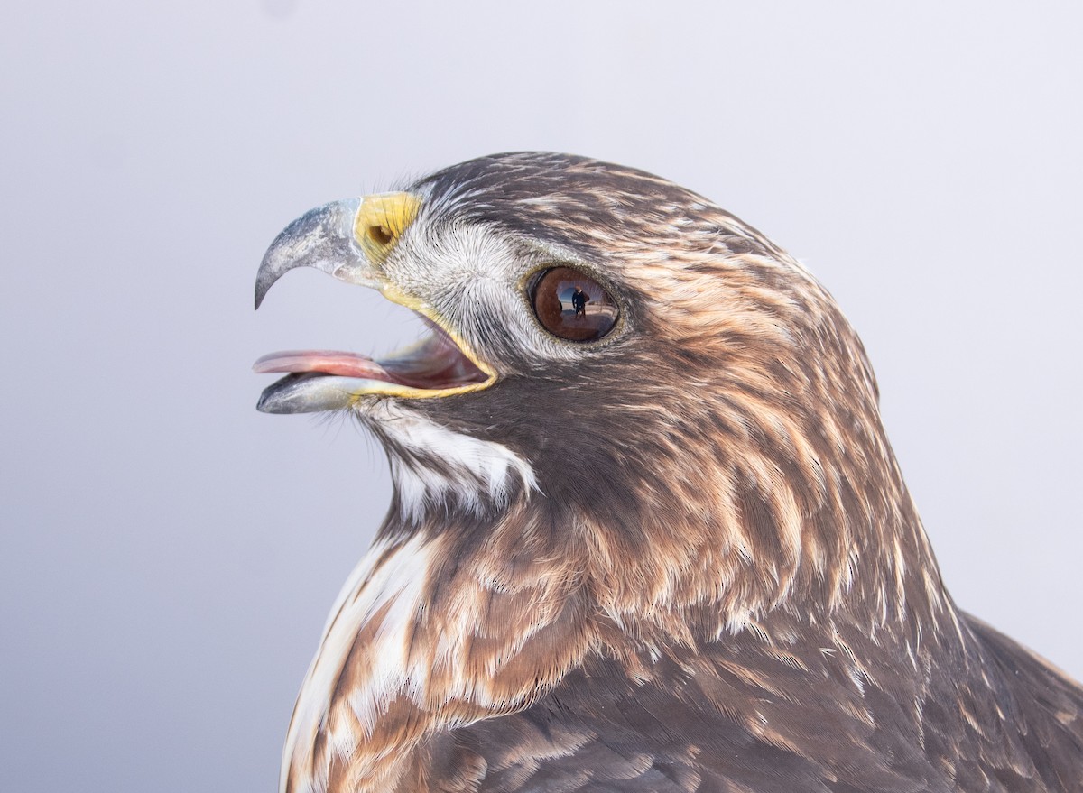 Red-tailed Hawk - ML646946773