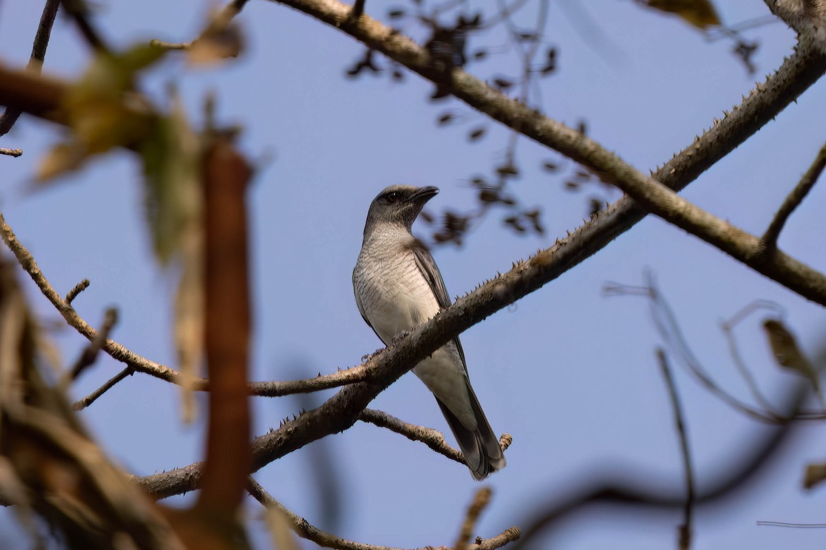 Indian Cuckooshrike - ML646946774