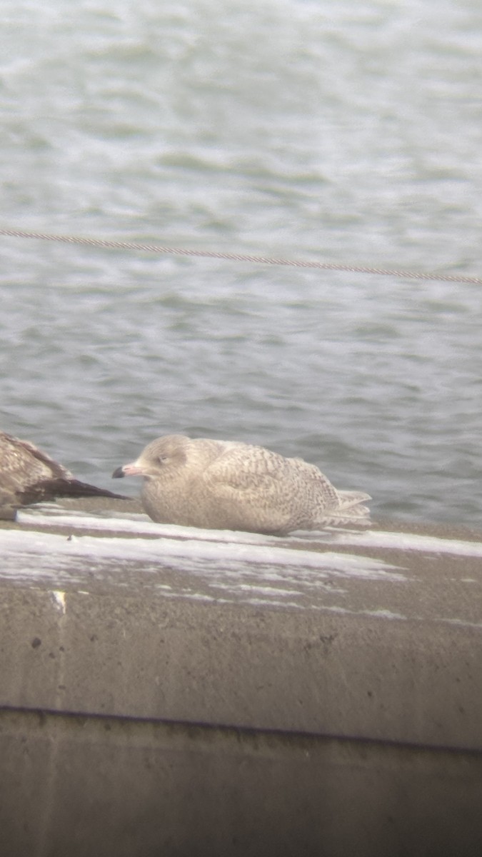 Gavión Hiperbóreo - ML646946775