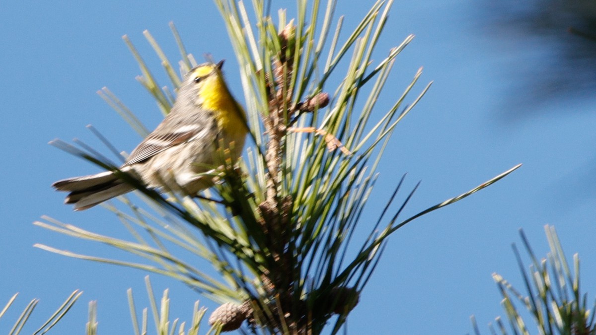 Grace's Warbler - ML646946776