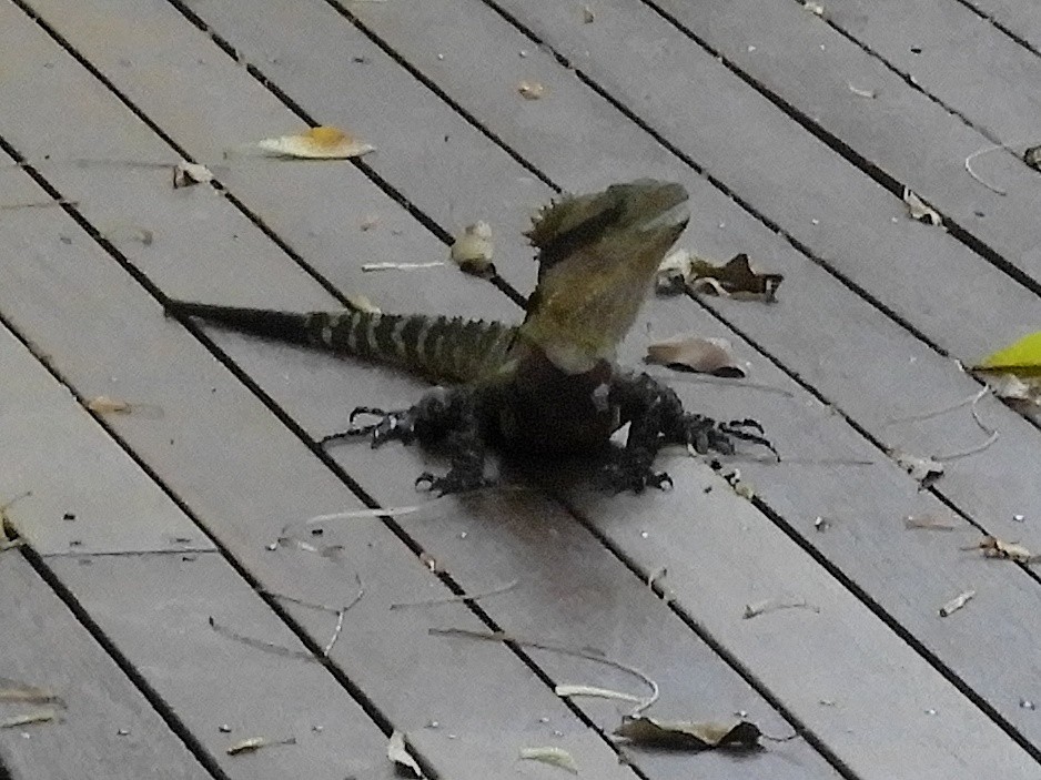 Eastern Water Dragon - ML646946778